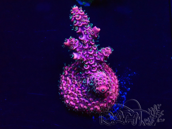 WYSIWYG Acropora Maricoltura Acclimatato a LED