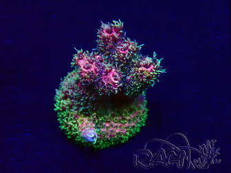 WYSIWYG Acropora Mariculture acclimated LED