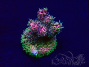 WYSIWYG Acropora Mariculture acclimated LED