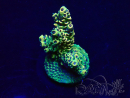 WYSIWYG Acropora Mariculture acclimated LED
