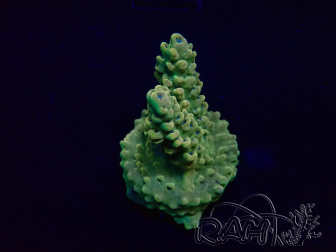 WYSIWYG Acropora Maricultura aclimatada LED