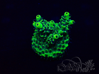 WYSIWYG Acropora Mariculture acclimated LED