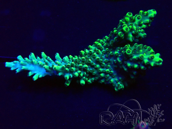 WYSIWYG Acropora Mariculture acclimated LED