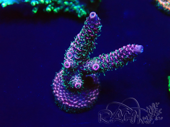WYSIWYG Acropora Mariculture acclimated LED