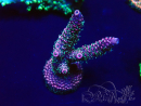WYSIWYG Acropora 15Q5 Mariculture acclimaté led