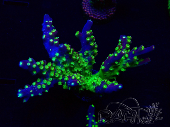 WYSIWYG Acropora Maricoltura acclimatata a LED