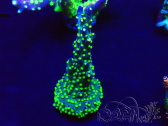 WYSIWYG Acropora Mariculture acclimated LED