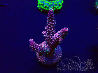 WYSIWYG Acropora 15Q8 Mariculture acclimaté led
