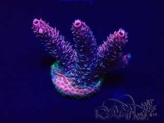 WYSIWYG Acropora Mariculture acclimated LED