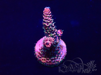 WYSIWYG Acropora Mariculture acclimated LED