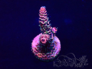 WYSIWYG Acropora Maricoltura acclimatata a LED