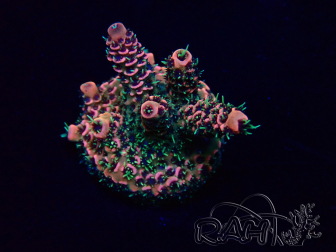 WYSIWYG Acropora Mariculture acclimated LED