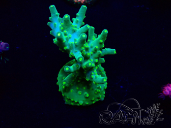 WYSIWYG Acropora Mariculture acclimated LED