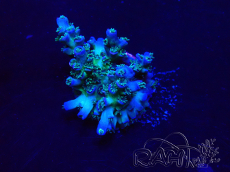 WYSIWYG Acropora Maricoltura acclimatata a LED
