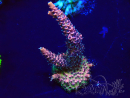 WYSIWYG Acropora Maricoltura acclimatata a LED