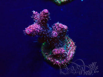 WYSIWYG Acropora Maricultura aclimatada LED