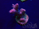 WYSIWYG Acropora 15R3 Mariculture acclimaté led