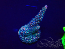 WYSIWYG Acropora Mariculture acclimated LED