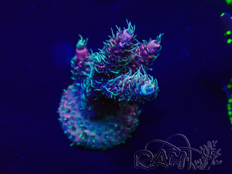 WYSIWYG Acropora Mariculture acclimated LED