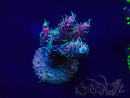 WYSIWYG Acropora Maricultuur geacclimatiseerd LED