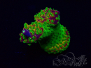 WYSIWYG Acropora Maricoltura acclimatata a LED