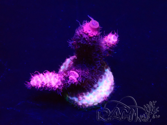 WYSIWYG Acropora Maricultuur geacclimatiseerd LED