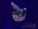 WYSIWYG Acropora Maricultura aclimatada LED