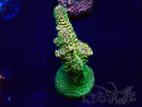 WYSIWYG Acropora Mariculture acclimated LED