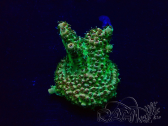 WYSIWYG Acropora Mariculture acclimated LED