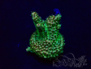 WYSIWYG Acropora Mariculture acclimated LED