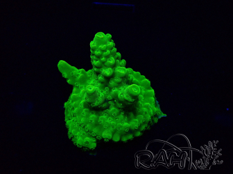 WYSIWYG Acropora Maricoltura acclimatata a LED