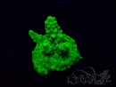 WYSIWYG Acropora Mariculture acclimated LED