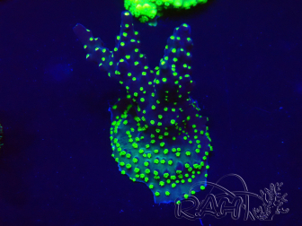 WYSIWYG Acropora Mariculture acclimated LED