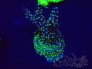 WYSIWYG Acropora 15R12 Mariculture acclimaté led