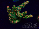 WYSIWYG Acropora 15S1 Mariculture acclimaté led