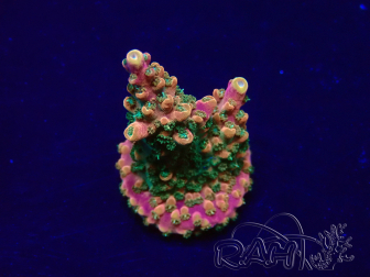 WYSIWYG Acropora 15S2 Mariculture acclimaté led