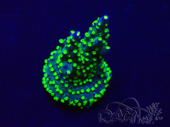WYSIWYG Acropora Mariculture acclimated LED