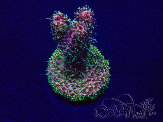 WYSIWYG Acropora Mariculture acclimated LED