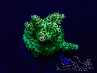 WYSIWYG Acropora Maricoltura acclimatata a LED