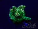 WYSIWYG Acropora 15S5 Mariculture acclimaté led