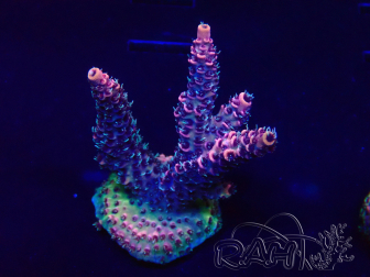 WYSIWYG Acropora Maricultura aclimatada LED