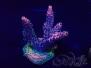 WYSIWYG Acropora Maricultuur geacclimatiseerd LED