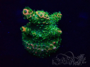 WYSIWYG Acropora Maricoltura acclimatata a LED