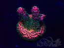 WYSIWYG Acropora Maricultura aclimatada LED