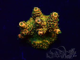 WYSIWYG Acropora 15S9 Mariculture acclimaté led