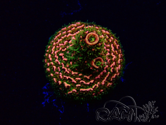 WYSIWYG Acropora 15S10 Mariculture acclimaté led