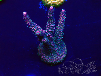 WYSIWYG Acropora Mariculture acclimated LED