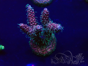 WYSIWYG Acropora Marikultur akklimatisiert LED
