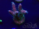 WYSIWYG Acropora Mariculture acclimated LED