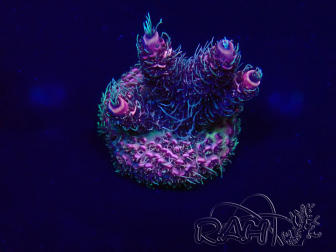 WYSIWYG Acropora Mariculture acclimated LED